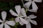 Sticky catchfly